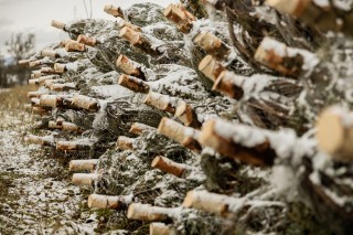 Christbaumentsorgung Aschbach-Markt_Foto © B. Halbmayr.jpg