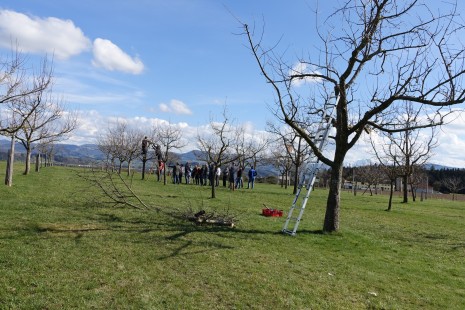 Foto_Baumschnittkurs_01