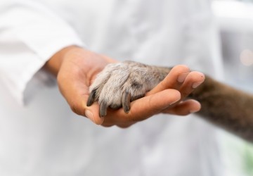 kleintiernotdienst_freepik_close-up-hand-holding-dog-paw.jpg