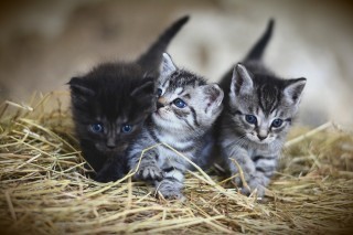 kittens-3535404_1280.jpg
