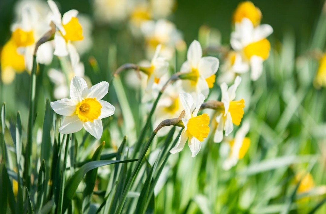 Narzissenblüte Lunz 05.jpg