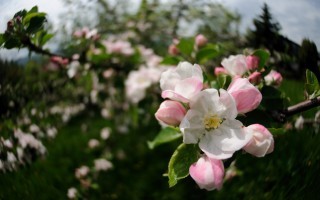 Frühling