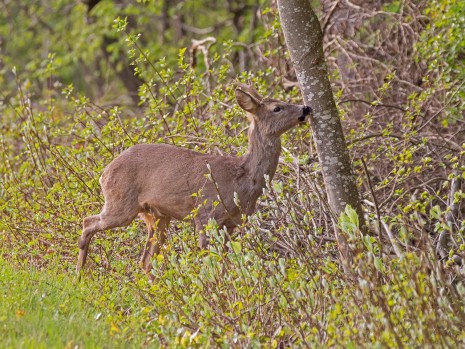 deer-4153226_1280