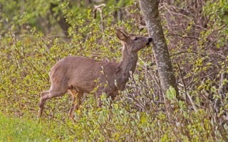 deer-4153226_1280.jpg