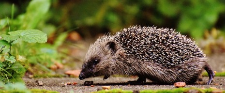 IGEL hedgehog-child-1701544_1280.jpg