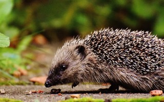 IGEL hedgehog-child-1701544_1280.jpg