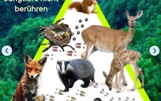 Wild Setzzeiten.jpg