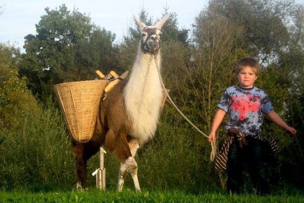 Lama-Trekking