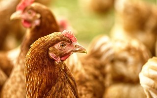 Braune Henne im Vordergrund einer Gruppe von Hühnern.