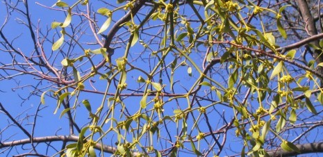 Mistel-Natur im Garten