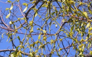 Mistel-Natur im Garten.jpg