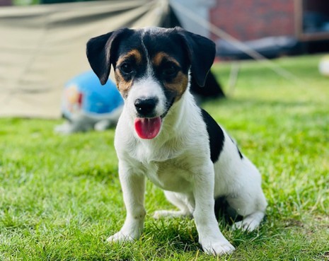 hunde