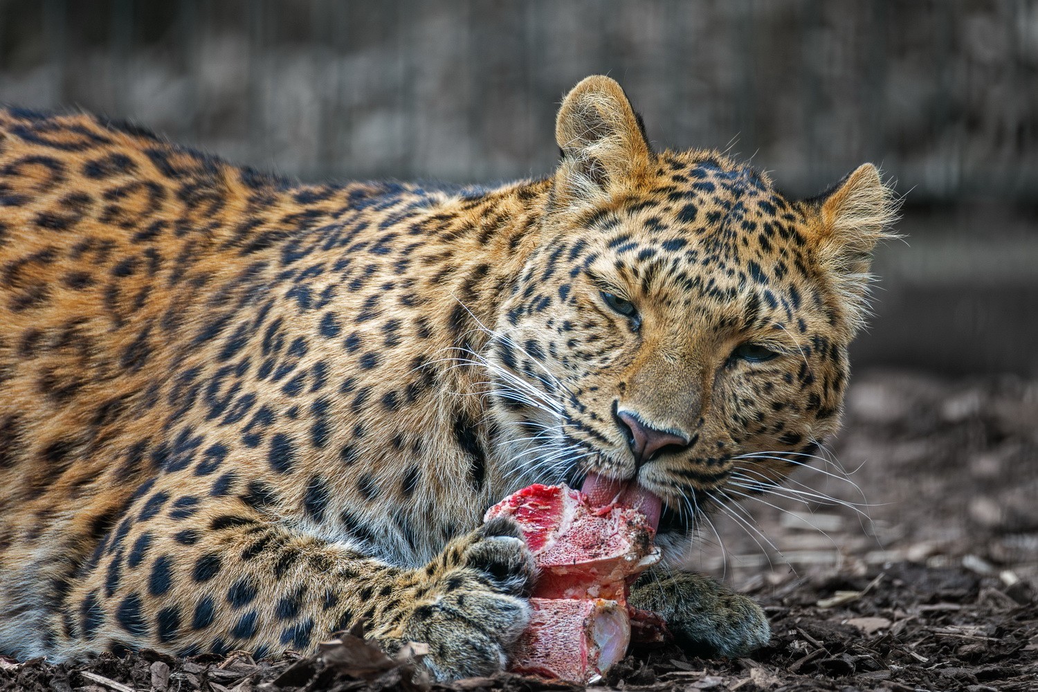 Leopard_7919RR.jpg