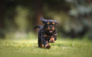 dog-6977210_640.jpg