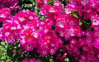IMG_5046.jpeg