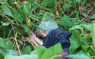 Ein Kind kriecht inmitten von grünen Pflanzen und Blättern.