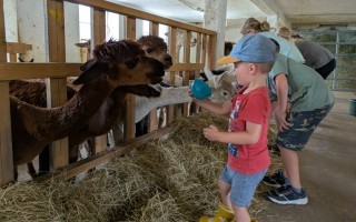 Ein Kind füttert ein Alp aus der Hand mit Heu. Im Hintergrund stehen weitere Kinder und ein Erwachsener.