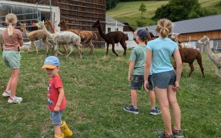 Mehrere Personen beobachten eine Herde Alpakas auf einer Wiese neben einem Bauernhaus.