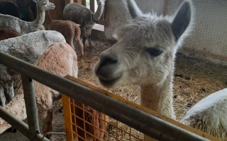 Mehrere Alpakas in einem Stall mit Heu. Die Tiere schauen in die Kamera.