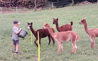 Auf einem grasbewachsenen Feld stehen mehrere Alpakas und ein Junge mit einer Eimer.