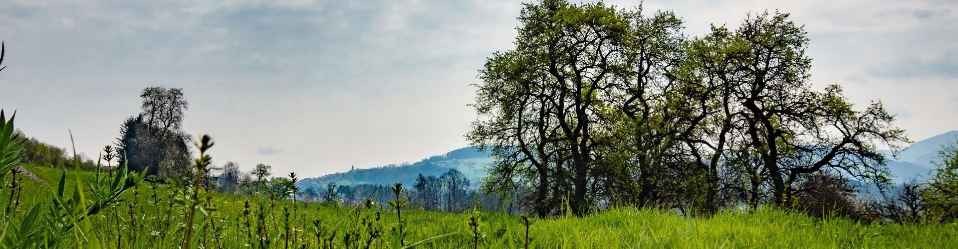 Behamberg04Header.jpg