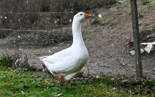 DSC_3730.JPG