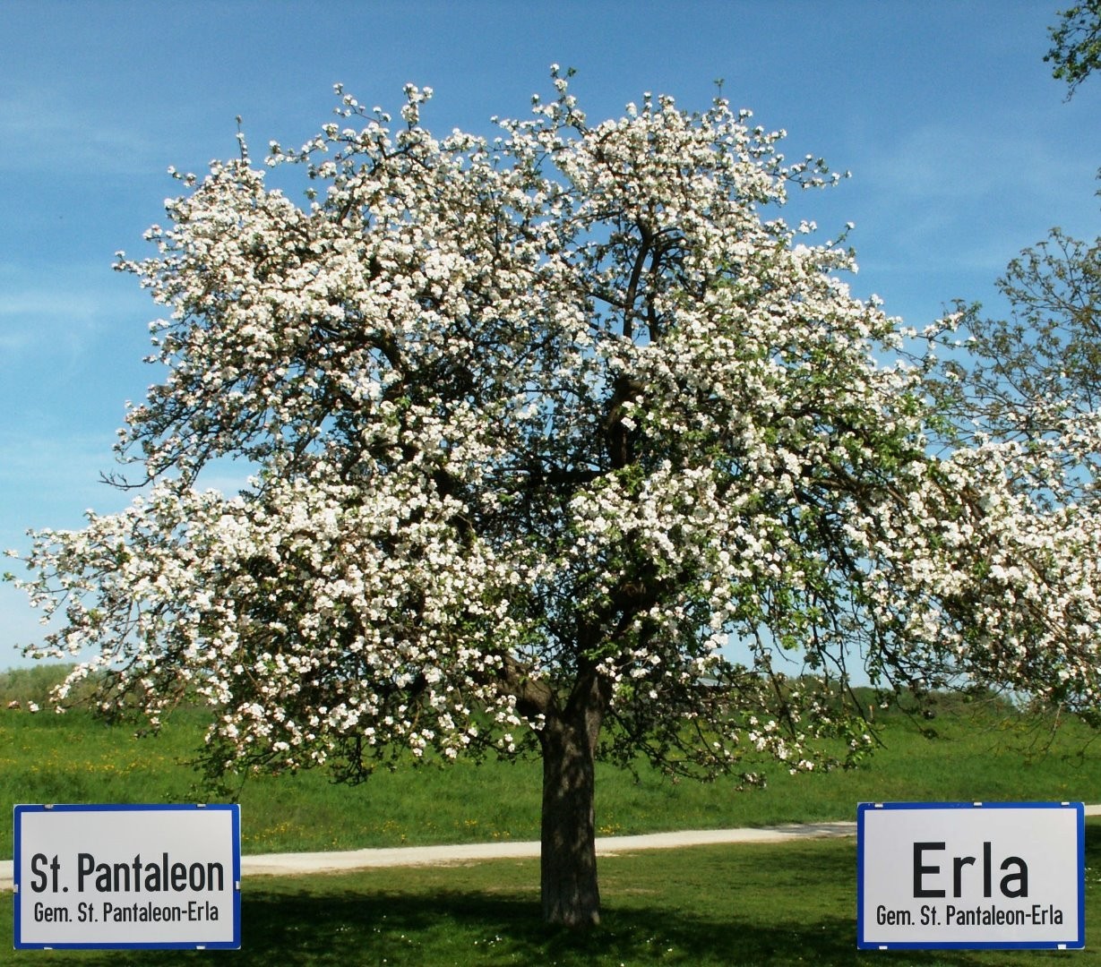 Apfelblüte