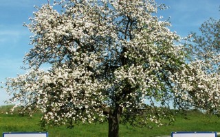 Apfelblüte.jpg