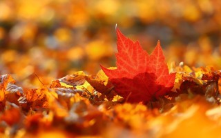 Laub leaves-7597975_1280.jpg