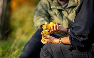 Birnen unter Beschau © Cleanhill Studios