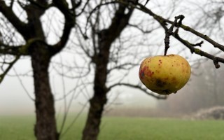 Die neu entdeckte Apfelsorte aus Seitenstetten beim Haus Wieshaid © Moststraße