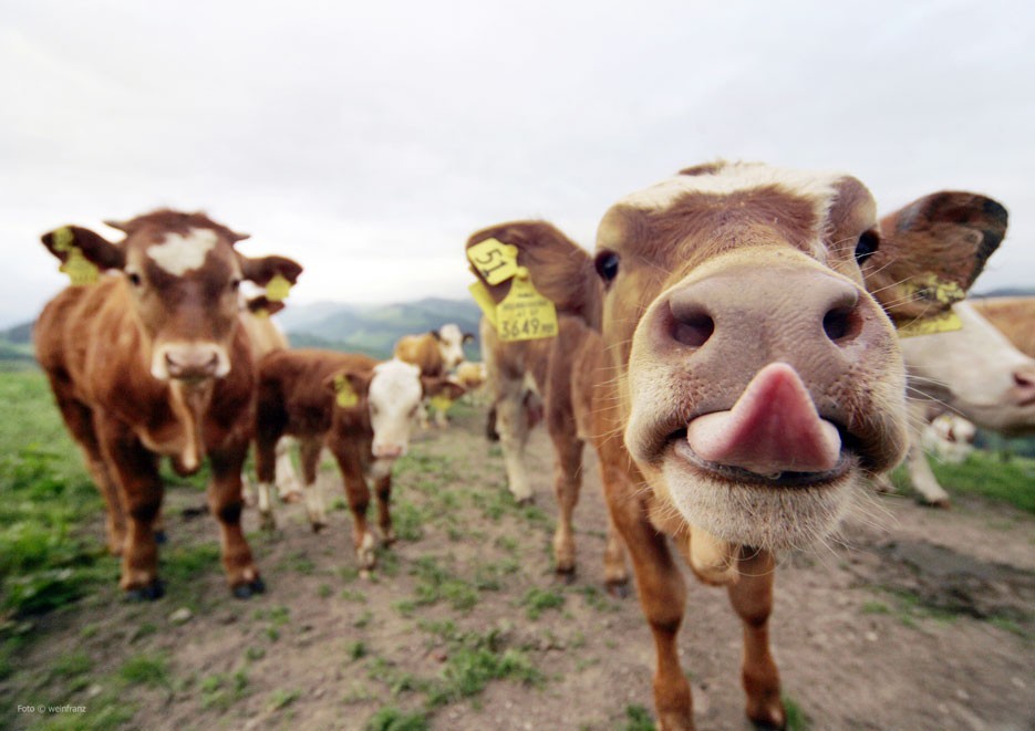 Rundwanderweg Kiahoid