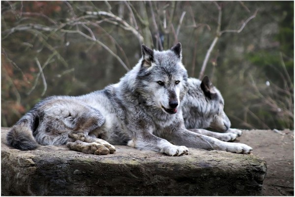 wolf_von_worldinmyeyes - pixabay