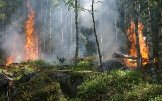 forest-fire von ylvers - pixabay.jpg