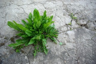 romaboy-weed-5349407.jpg