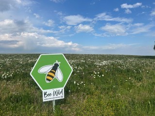 Bienen.jpg