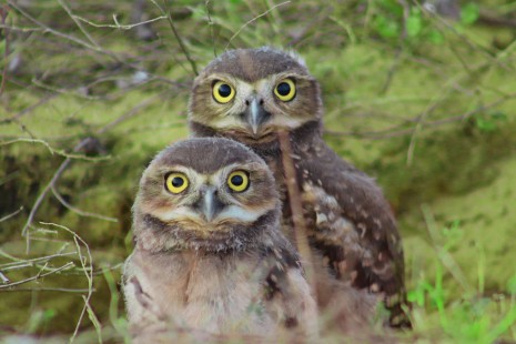 alexandreatleta1-owls-5674190