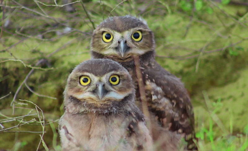 alexandreatleta1-owls-5674190