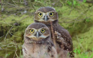alexandreatleta1-owls-5674190