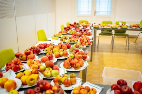 Sortenbestimmung-Moststraße-02-c-Cleanhill-Studios.jpg