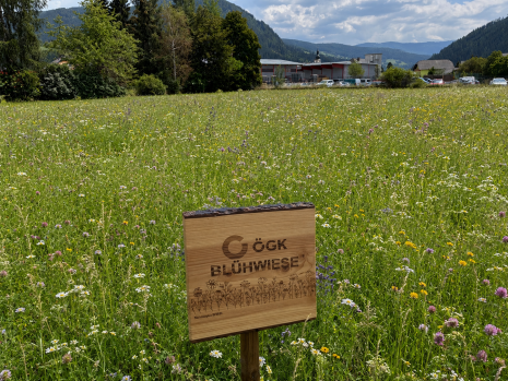 20260819_ÖGK_Blühwiese