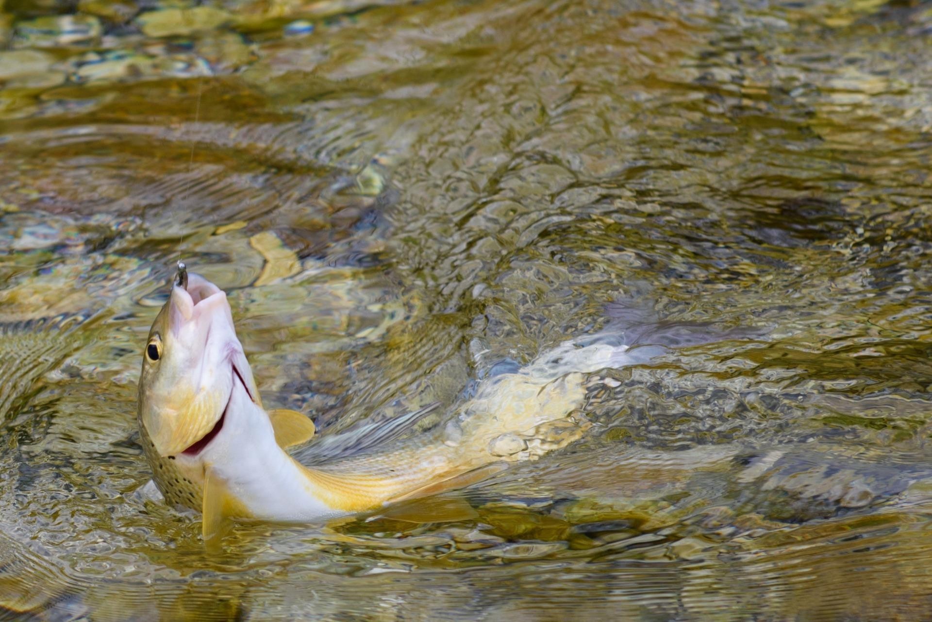 Fisch-in-der-Ybbs
