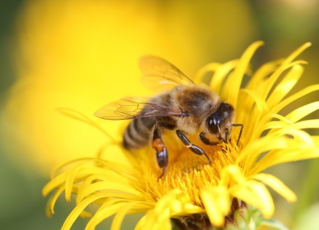 iupac-honey-bee-8320764_1920