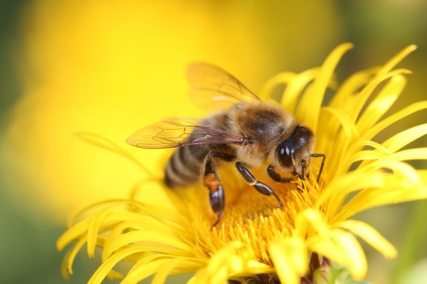 iupac-honey-bee-8320764_1920