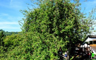 DSC_8586.JPG
