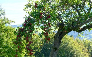 DSC_8696.JPG