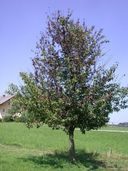 birnbaumfeuerbrand2