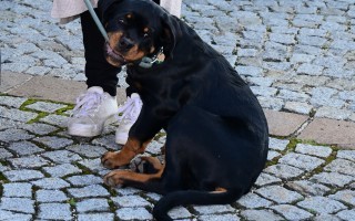 DSC_9305.JPG