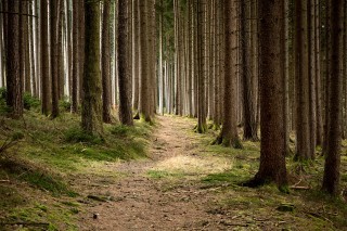 forestry-679173_1280.jpg
