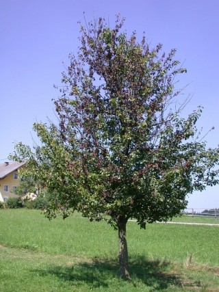 Birnbaum Feuerbrand2.JPG
